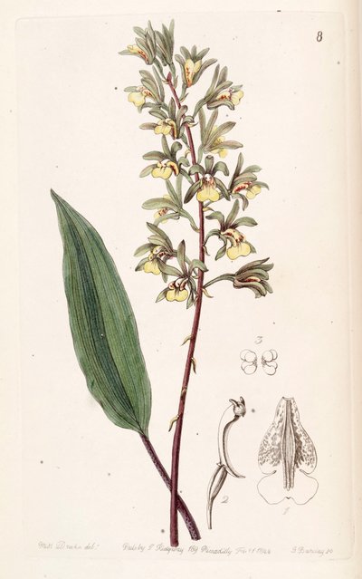 Tainia bicornis von Miss Drake